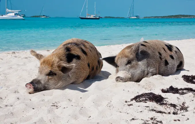 Schweine am Strand der Big Major Cay in den Bahamas